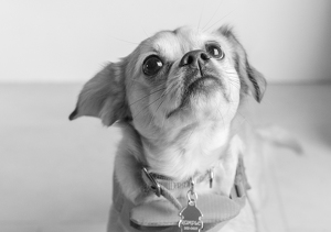 Fundraising Page: Rumpelstiltkin Swartzlander